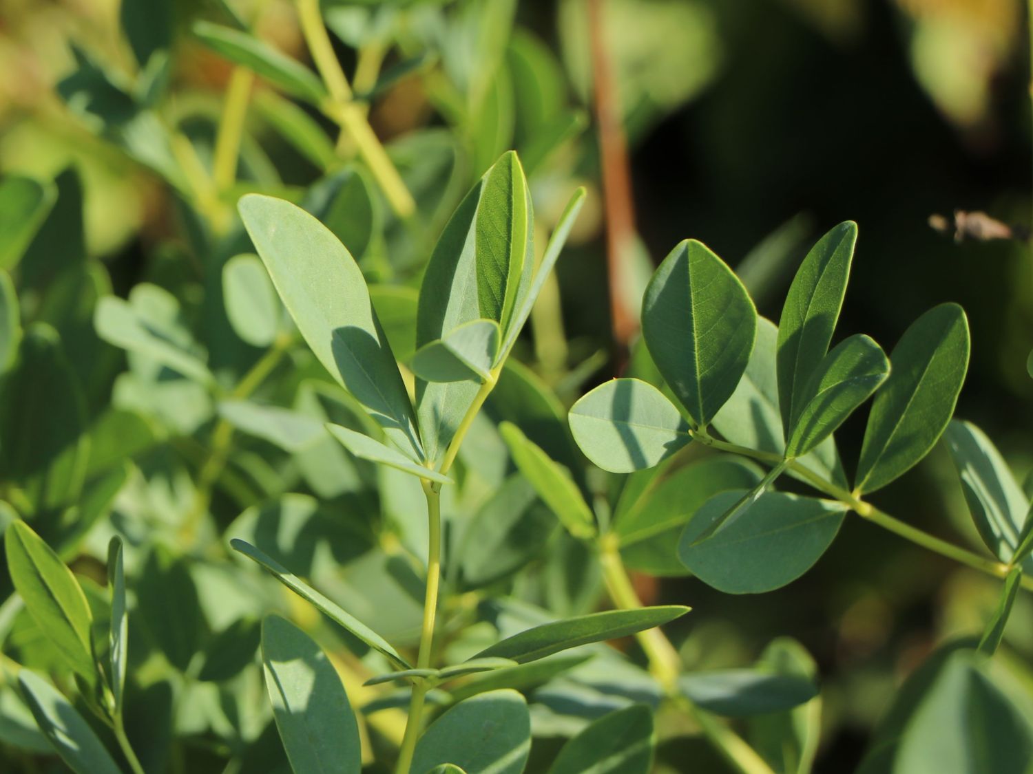 Färberhülse 'Twilite Prairie Blues' - Baptisia 'Twilite Prairie Blues'