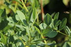 Färberhülse 'Twilite Prairie Blues' - Baptisia 'Twilite Prairie Blues'
