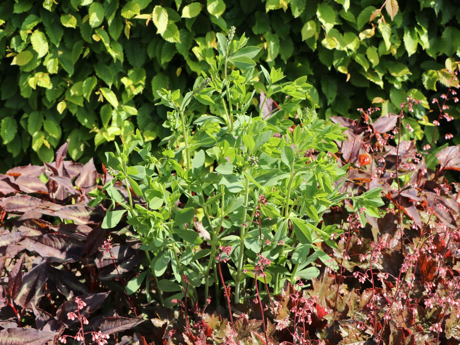 Färberhülse 'Twilite Prairie Blues' - Baptisia 'Twilite Prairie Blues'