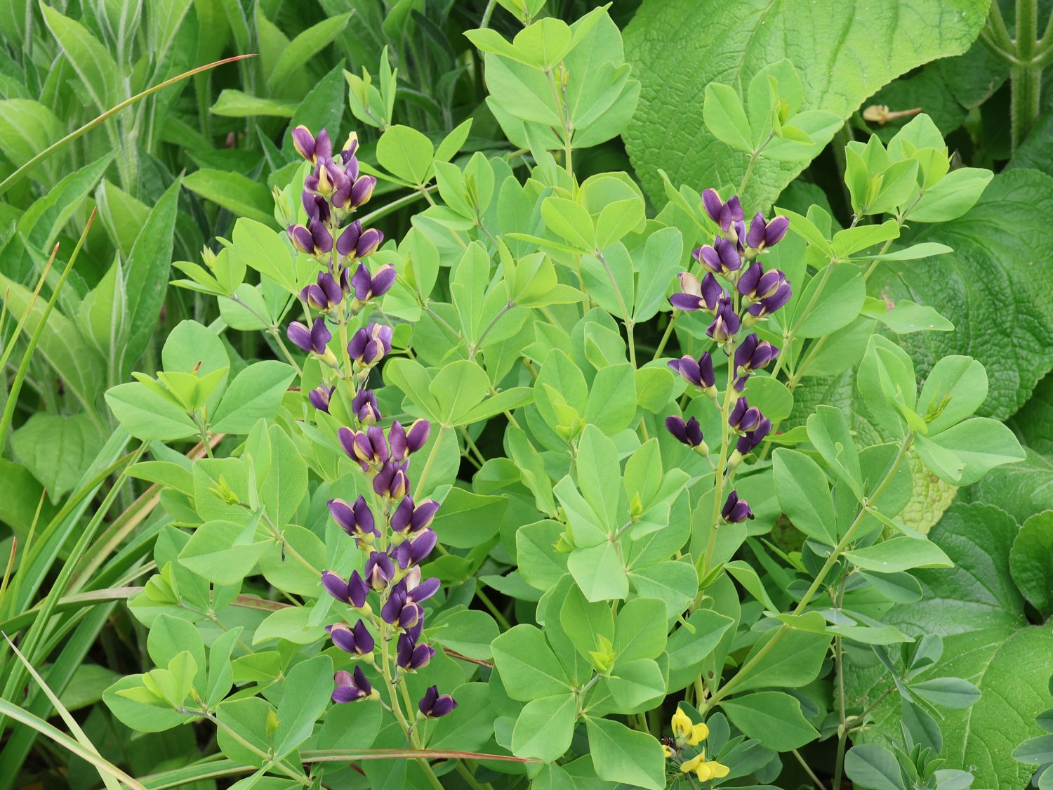 Färberhülse 'Twilite Prairie Blues' - Baptisia 'Twilite Prairie Blues'