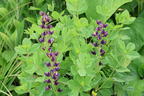 Färberhülse 'Twilite Prairie Blues' - Baptisia 'Twilite Prairie Blues'