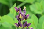 Färberhülse 'Twilite Prairie Blues' - Baptisia 'Twilite Prairie Blues'