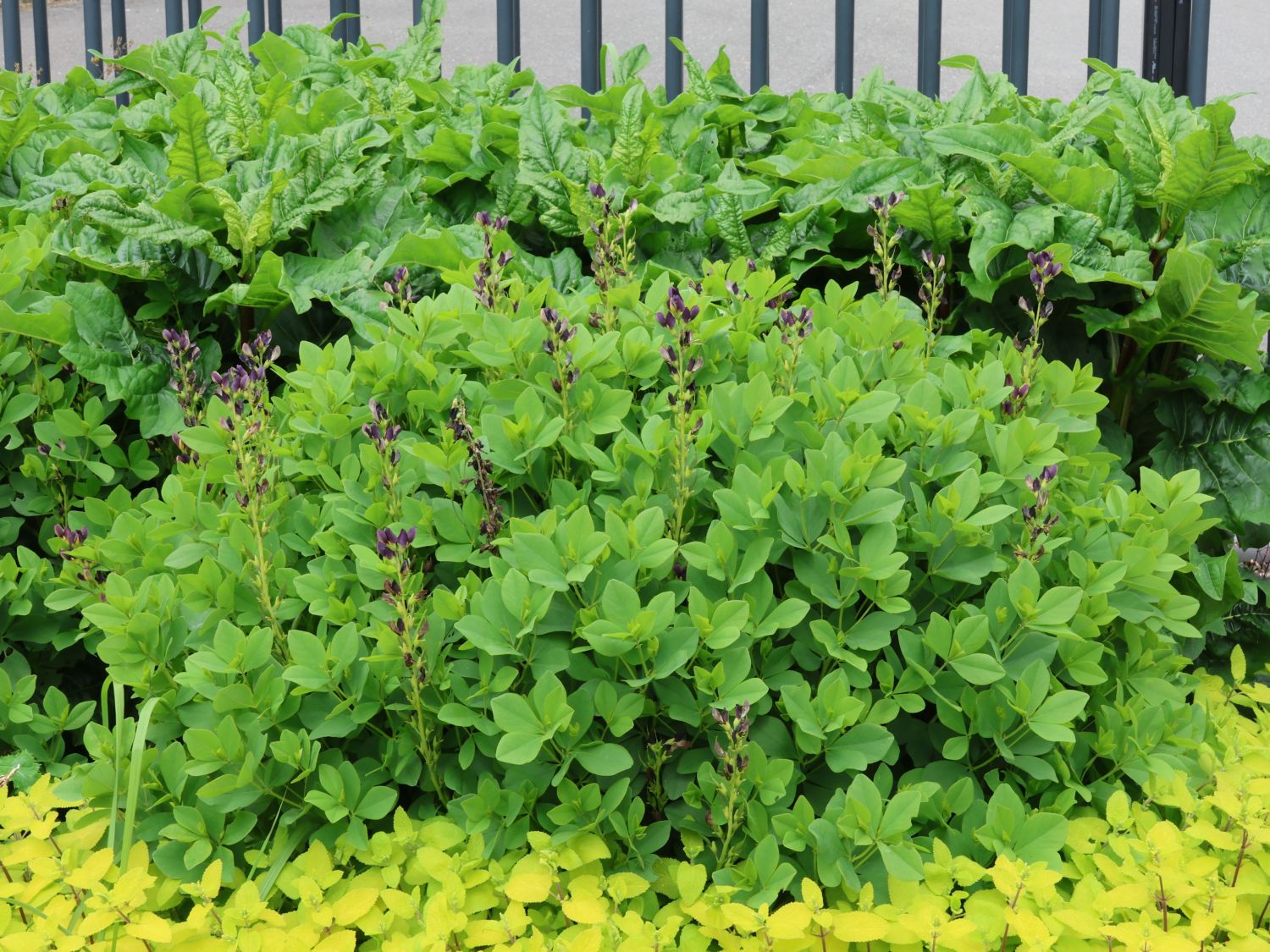 Färberhülse 'Twilite Prairie Blues' - Baptisia 'Twilite Prairie Blues'