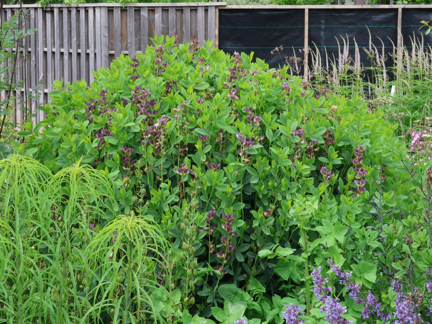 Färberhülse 'Twilite Prairie Blues' - Baptisia 'Twilite Prairie Blues'