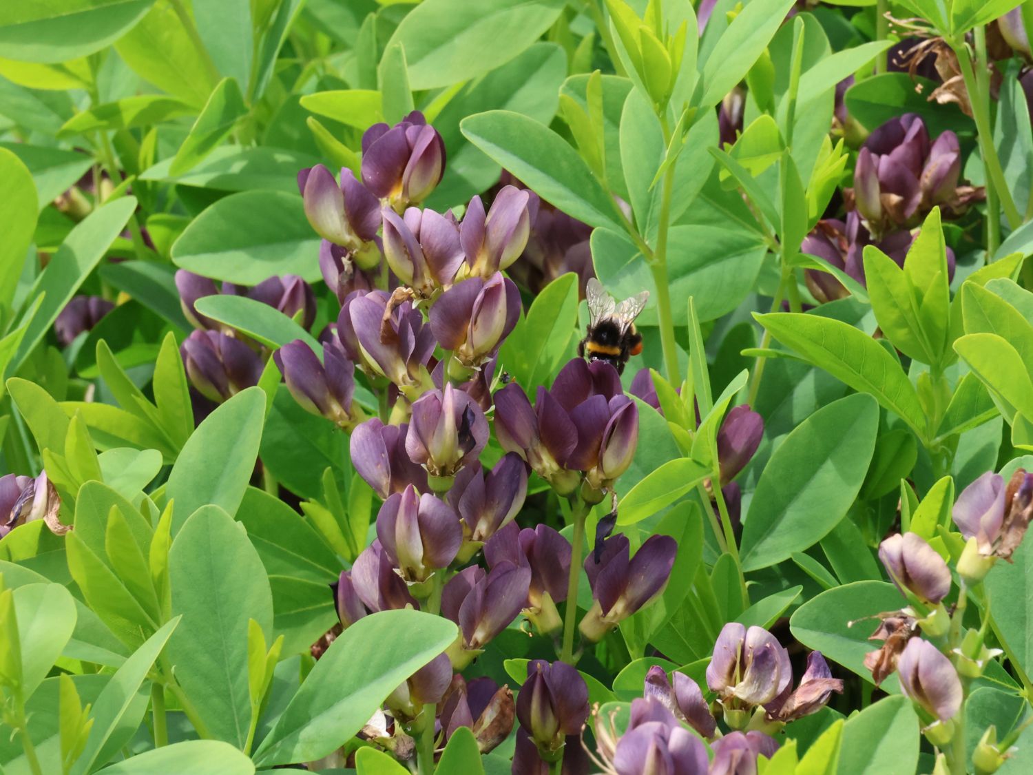 Färberhülse 'Twilite Prairie Blues' - Baptisia 'Twilite Prairie Blues'