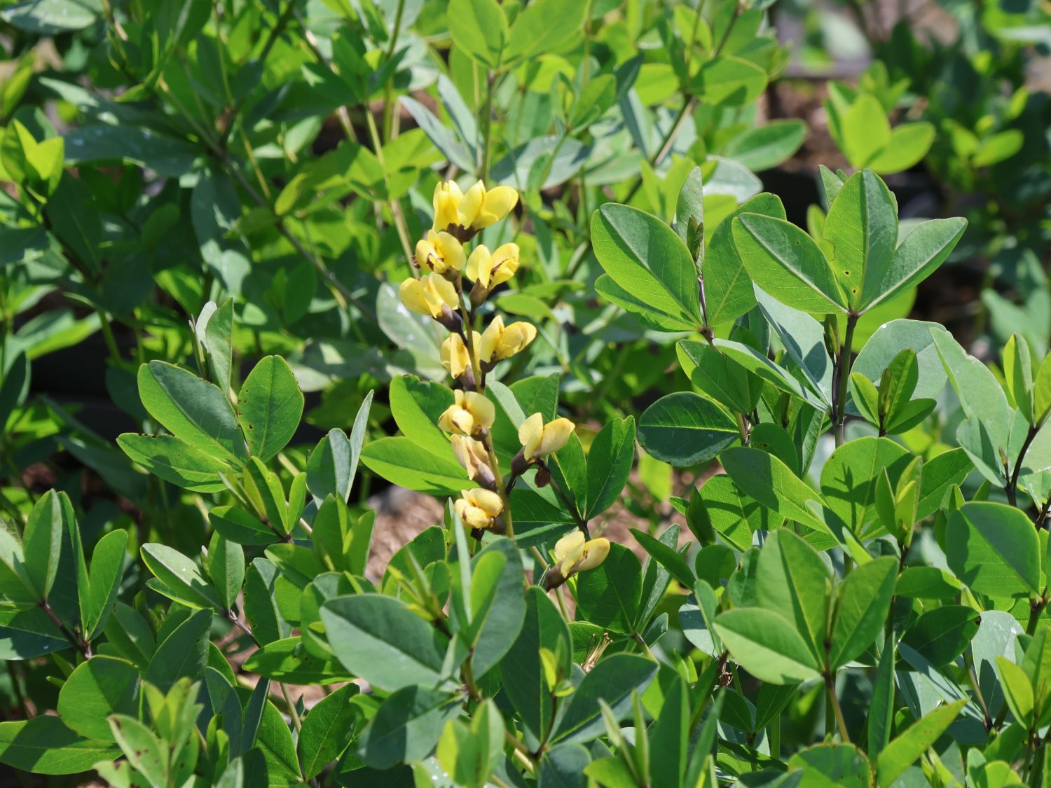 Färberhülse Decadence-Serie 'Vanilla Cream'