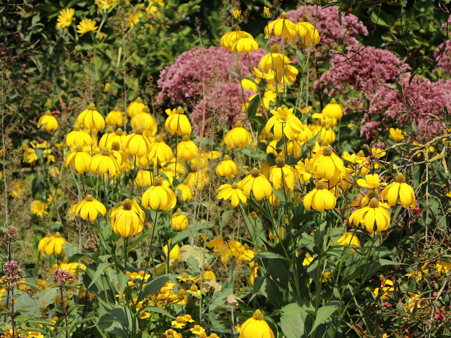 Fallschirm-Sonnenhut 'Juligold' - Rudbeckia nitida 'Juligold'
