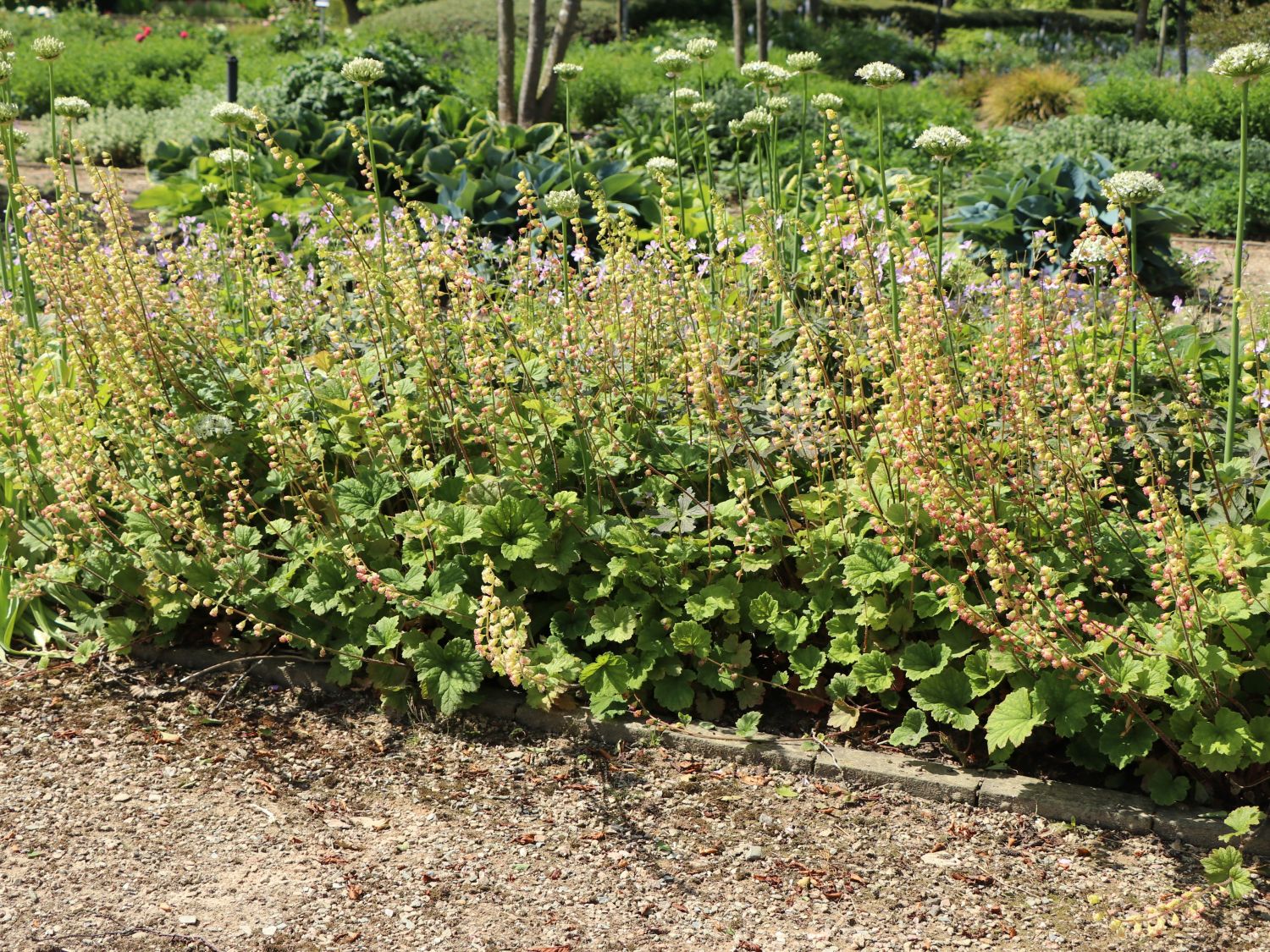 Falsche Alraunwurzel 'Rubra'