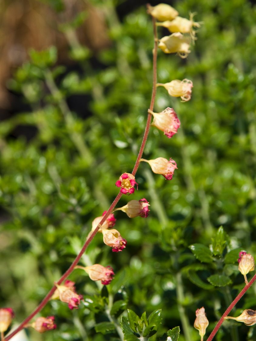 Falsche Alraunwurzel 'Rubra' - Tellima grandiflora 'Rubra'