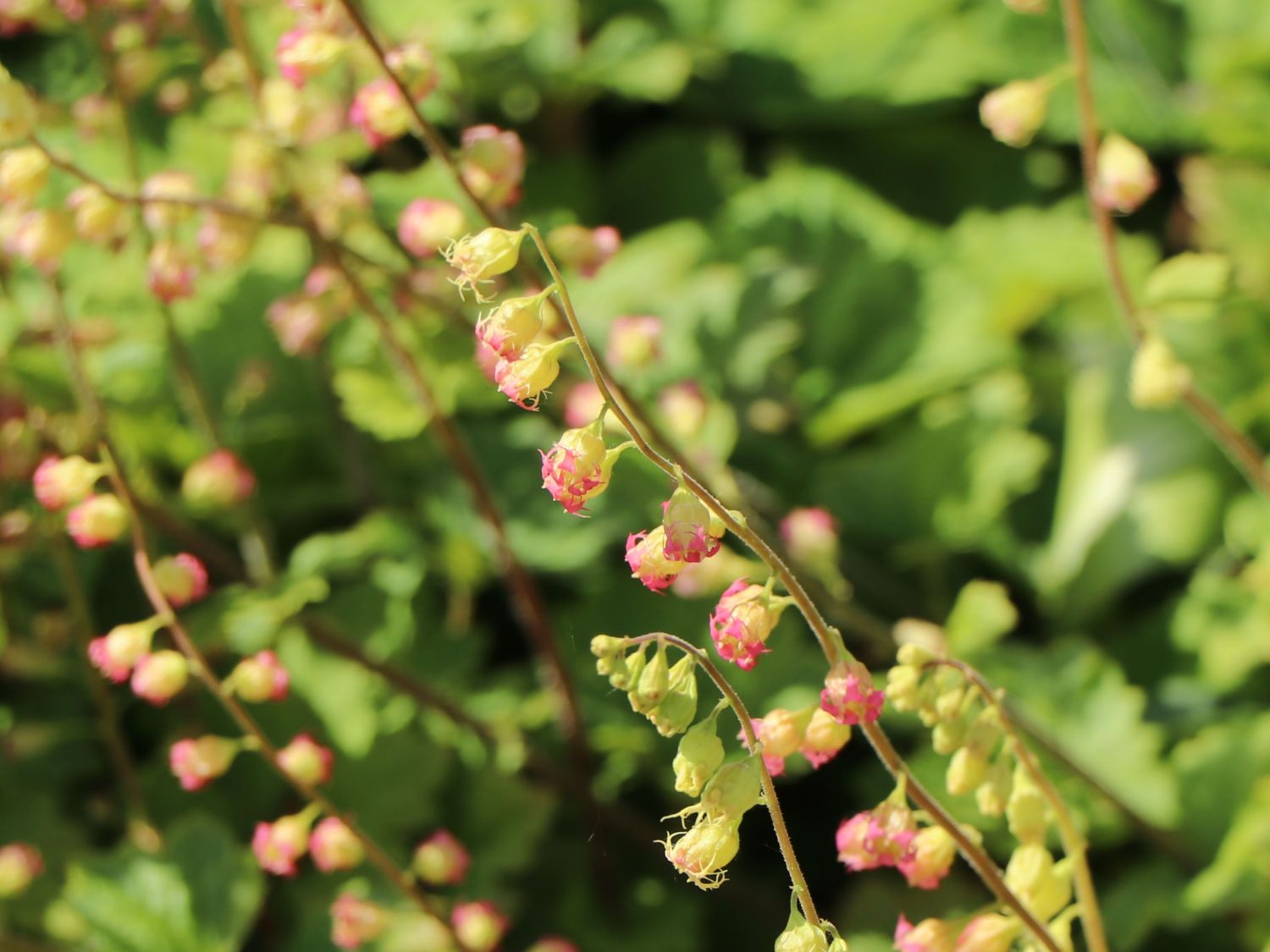 Falsche Alraunwurzel 'Rubra' - Tellima grandiflora 'Rubra'