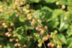 Falsche Alraunwurzel 'Rubra' - Tellima grandiflora 'Rubra'
