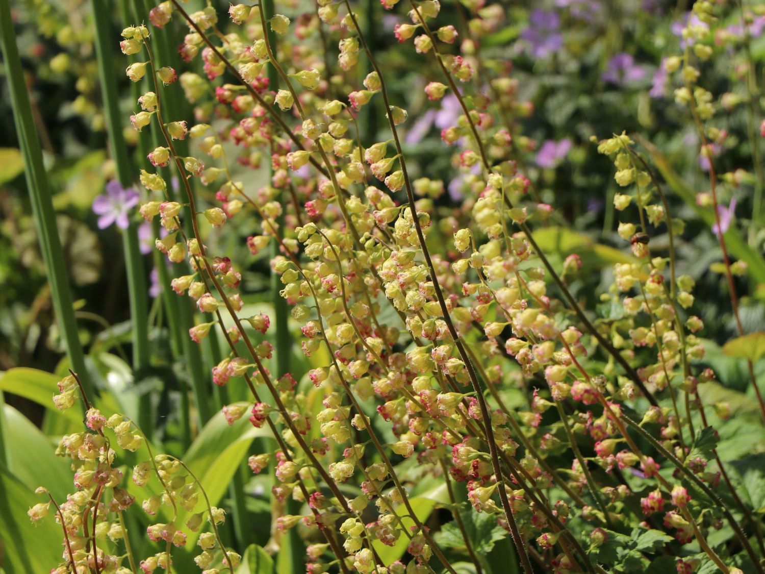 Falsche Alraunwurzel 'Rubra' - Tellima grandiflora 'Rubra'