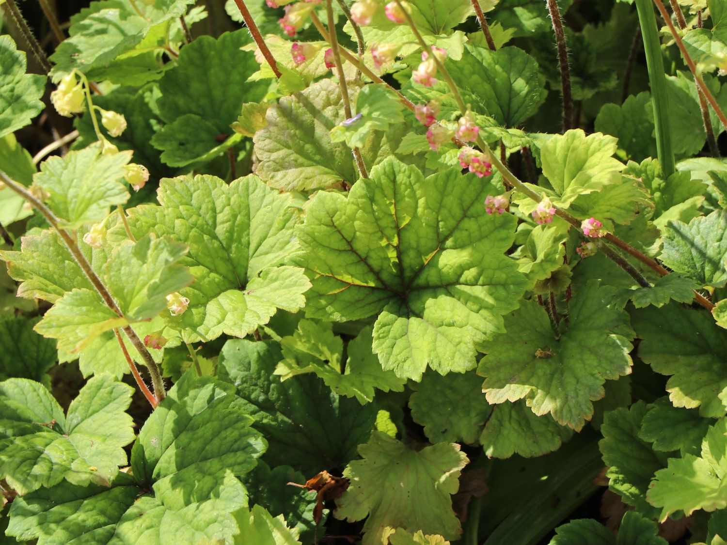 Falsche Alraunwurzel 'Rubra' - Tellima grandiflora 'Rubra'