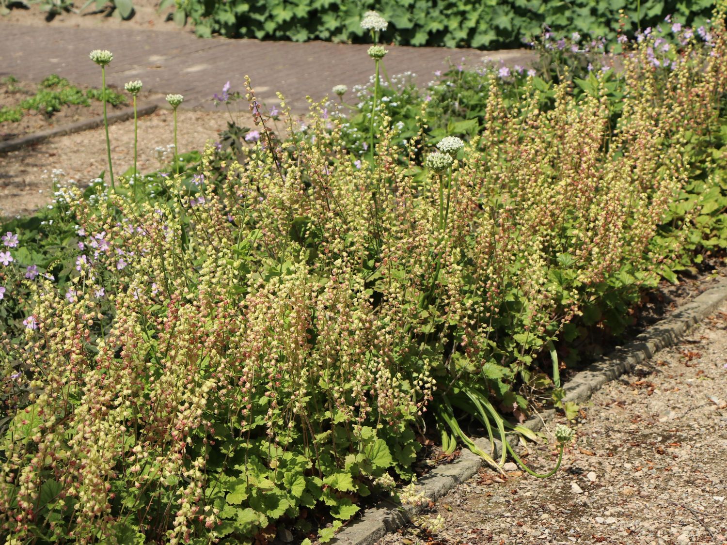 Falsche Alraunwurzel 'Rubra' - Tellima grandiflora 'Rubra'