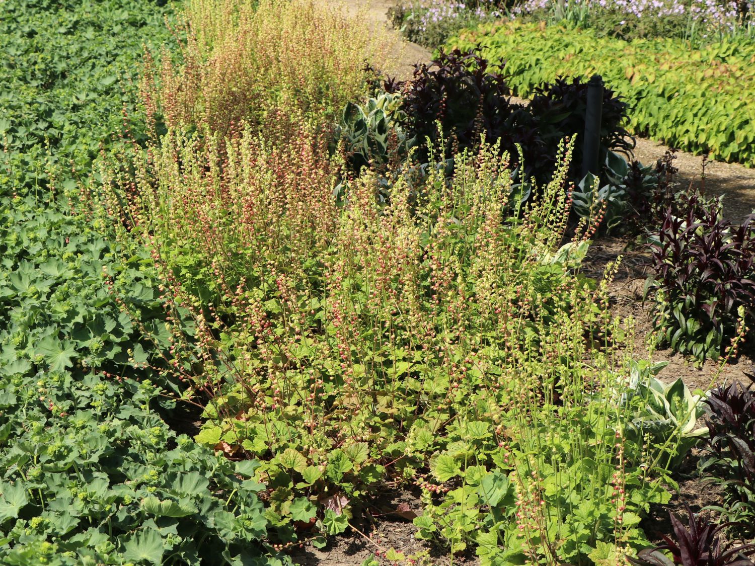 Falsche Alraunwurzel 'Rubra' - Tellima grandiflora 'Rubra'
