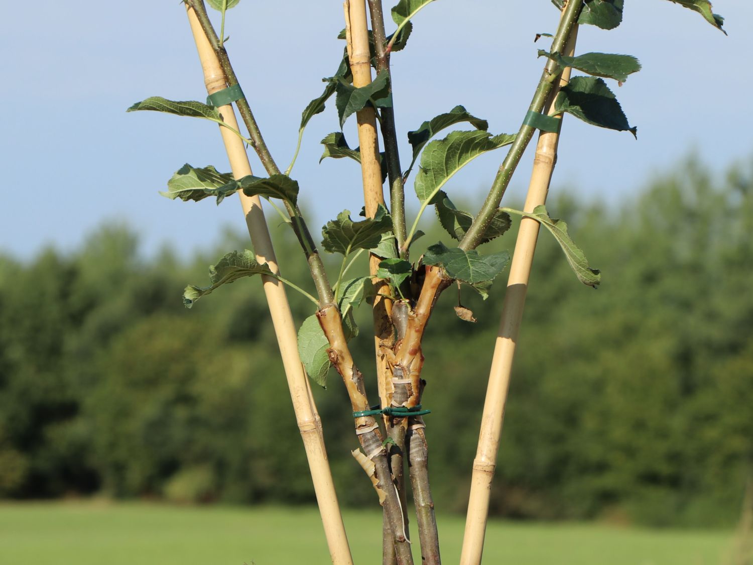 Familienbaum Apfel '3 Sorten als Spalier gezogen' - z. B. Sommer-, Herbst-, Winterapfel