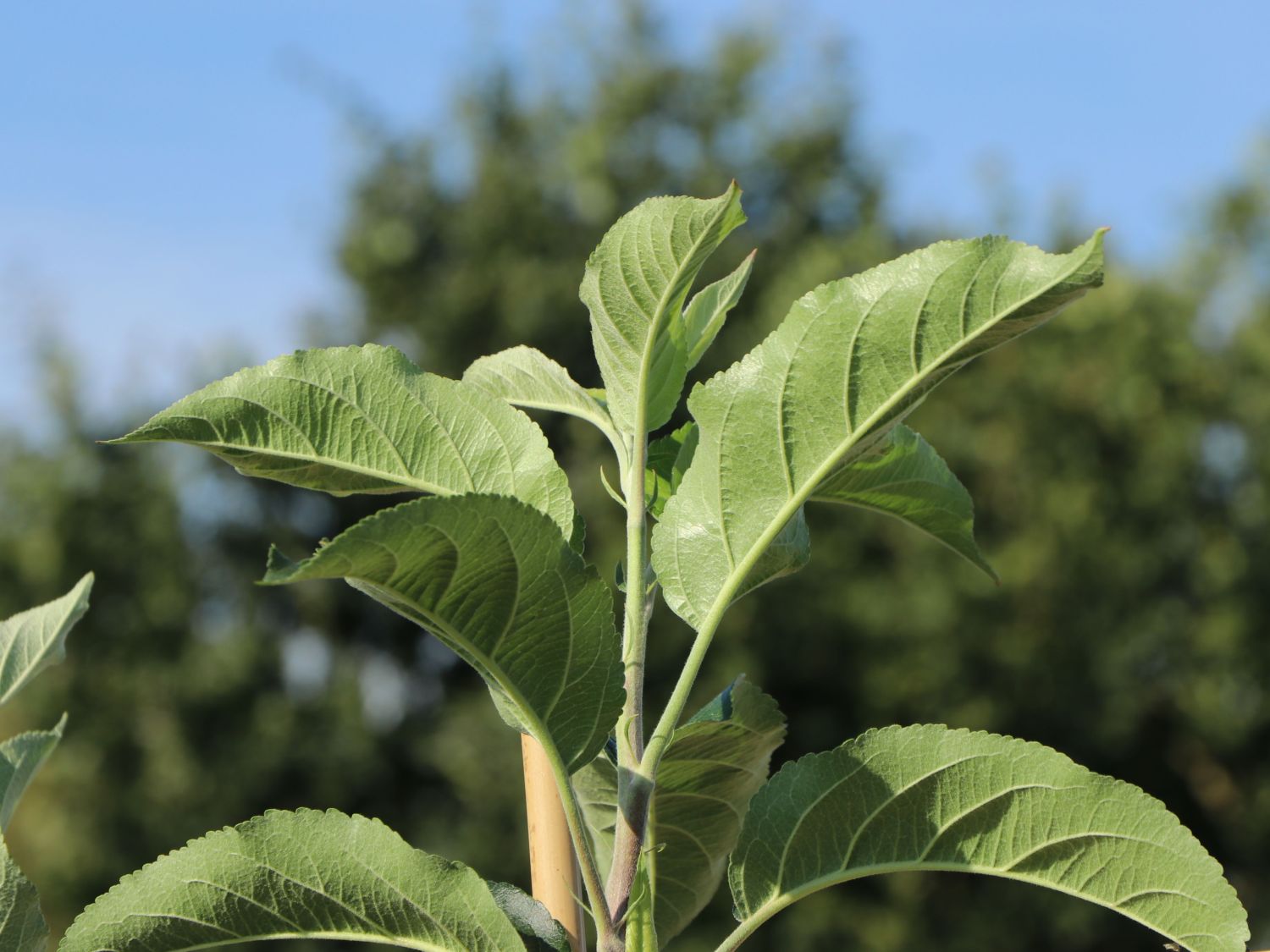 Familienbaum Apfel '3 Sorten als Spalier gezogen' - z. B. Sommer-, Herbst-, Winterapfel