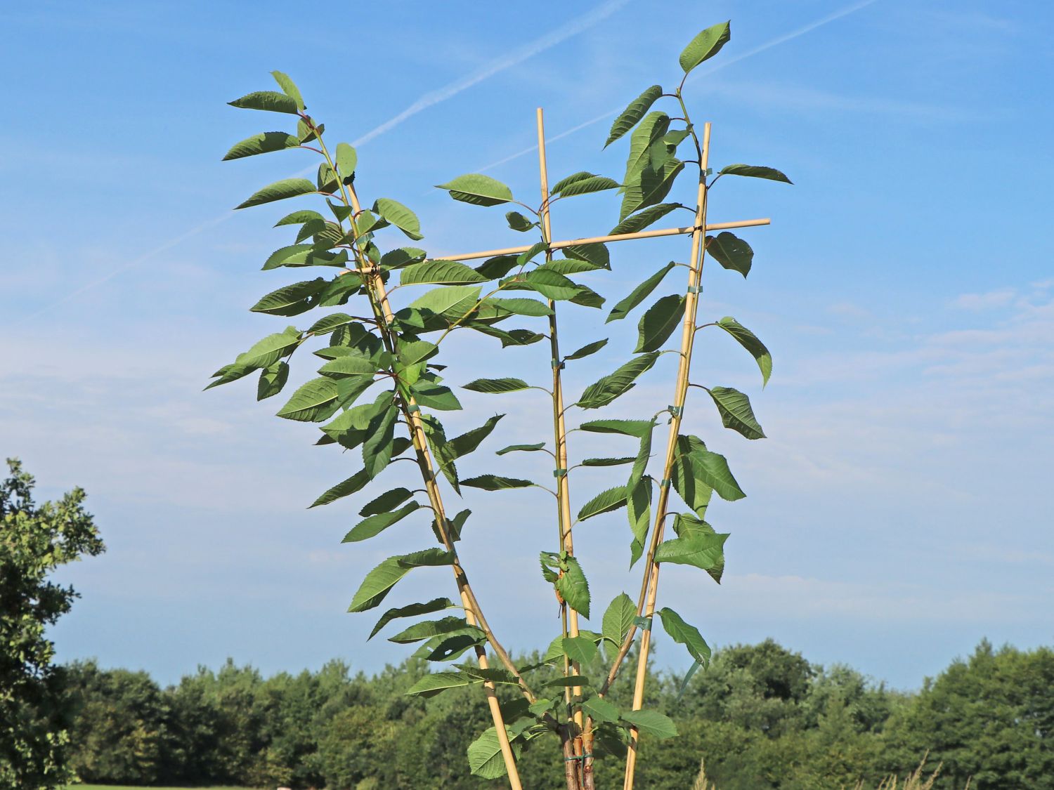 Familienbaum Kirsche '3 Sorten als Spalier gezogen'