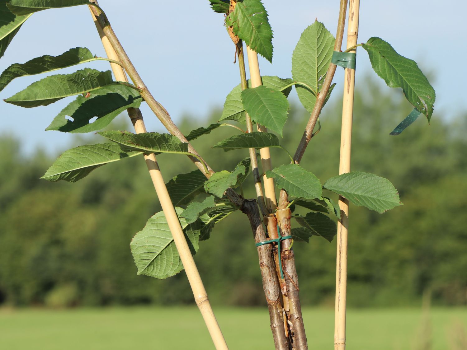 Familienbaum Kirsche '3 Sorten als Spalier gezogen' z. B. rote