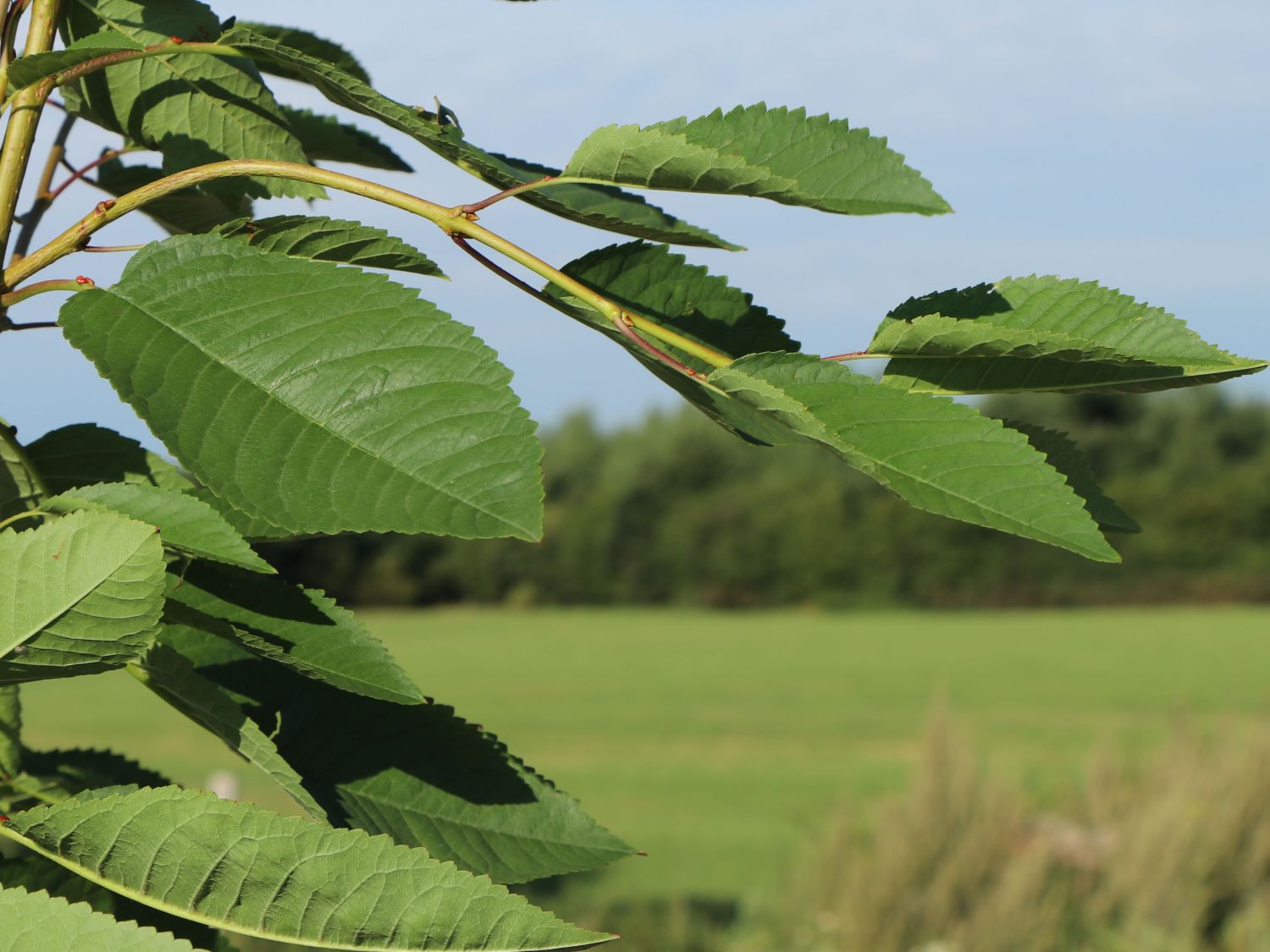 Familienbaum Kirsche '3 Sorten als Spalier gezogen' - z. B. rote, rotbraune bis schwarze Kirschen