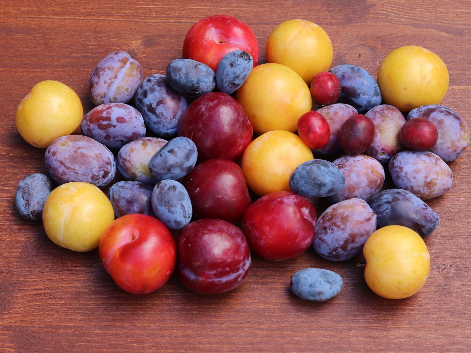 Familienbaum Pflaume '3 verschiedene Sorten'