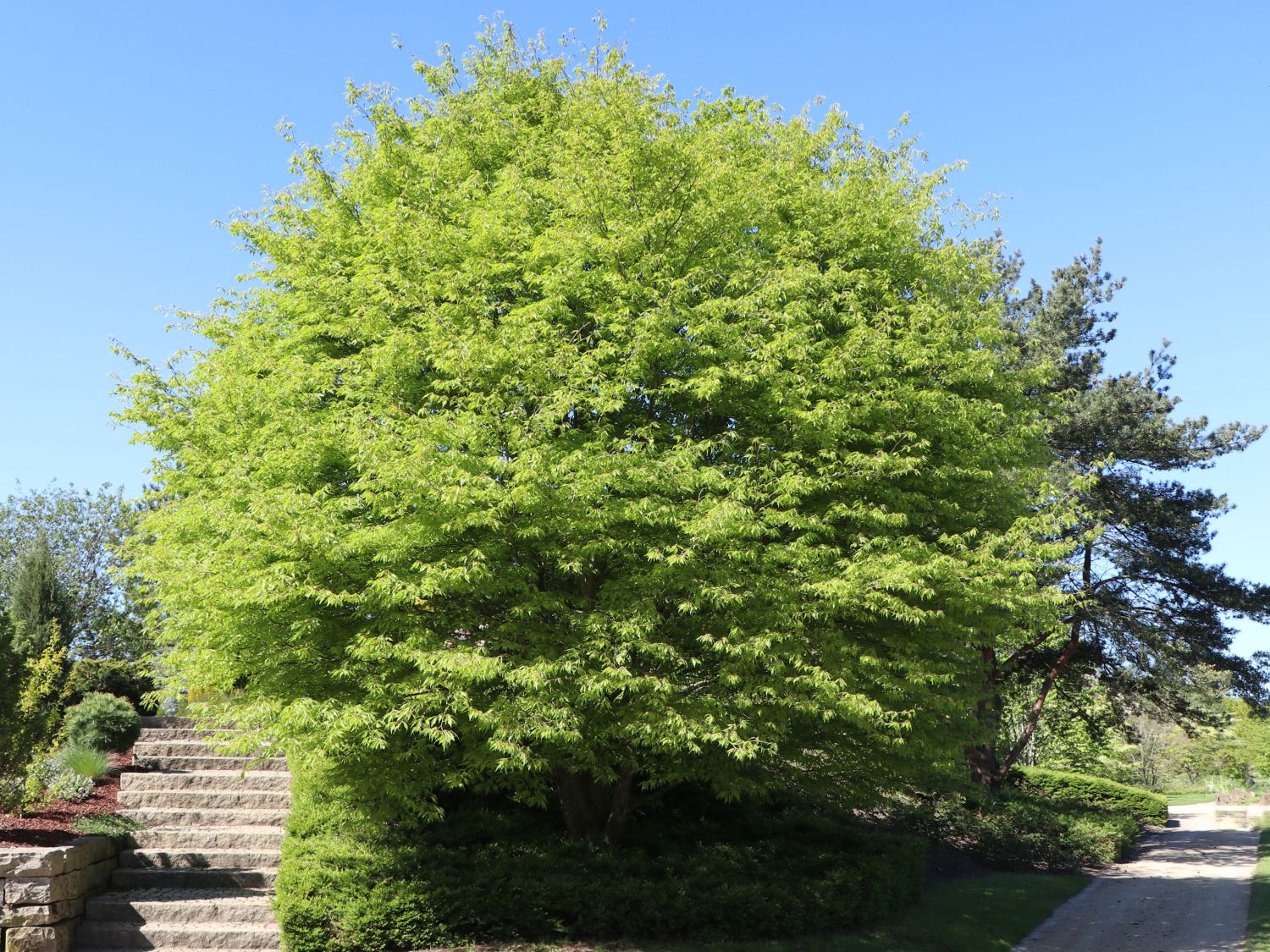 Farnblättrige Rotbuche