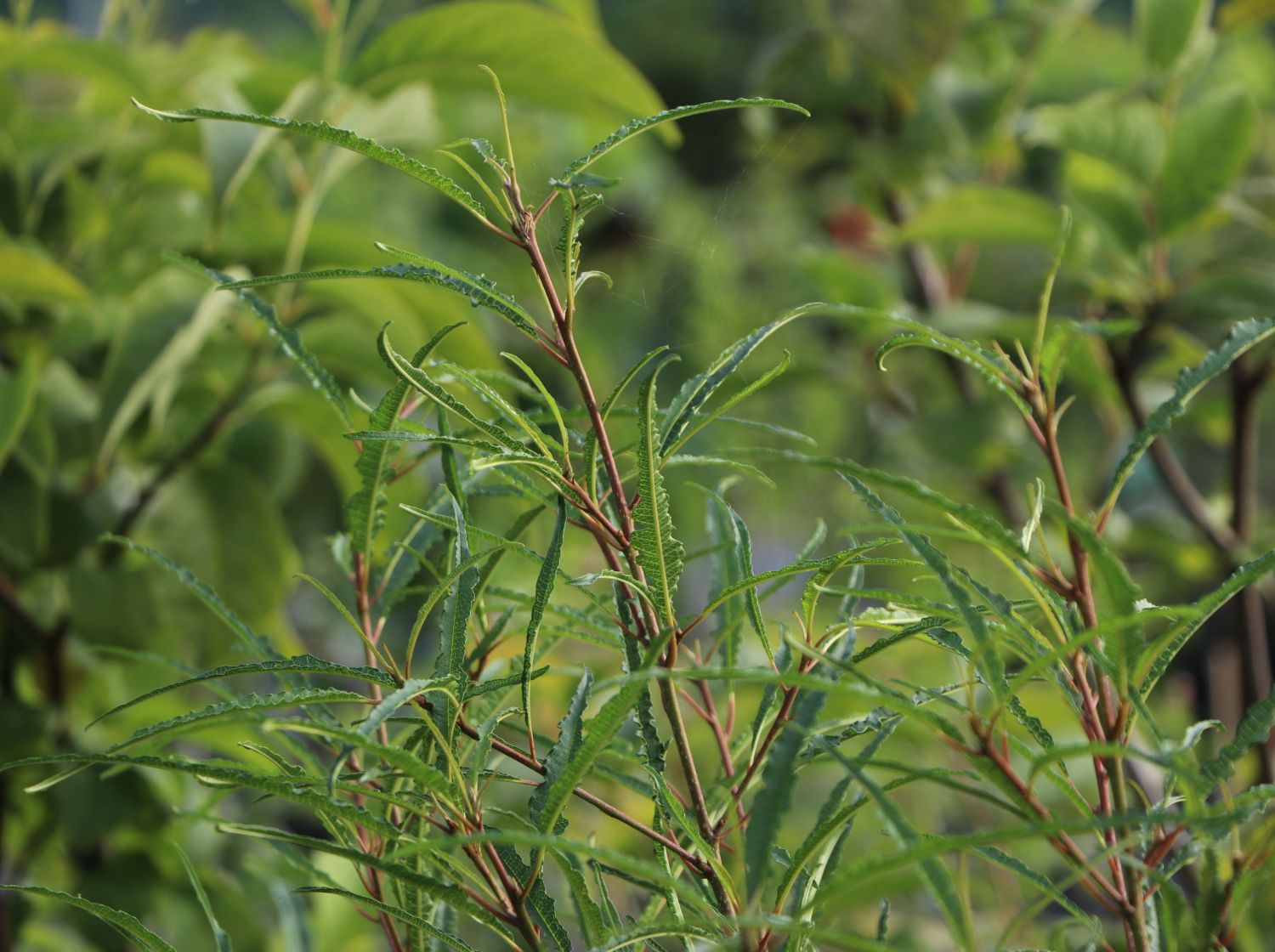 Farnblättriger Faulbaum 'Asplenifolia'