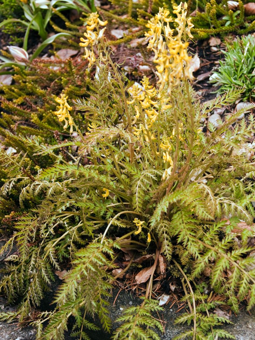 Farnblättriger Lerchensporn 'Manchu' ® - Corydalis cheilanthifolia 'Manchu' ®