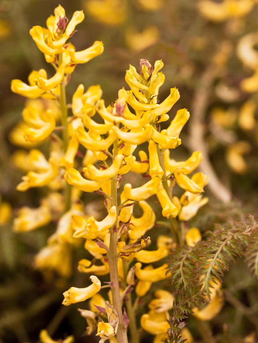 Farnblättriger Lerchensporn 'Manchu' ® - Corydalis cheilanthifolia 'Manchu' ®