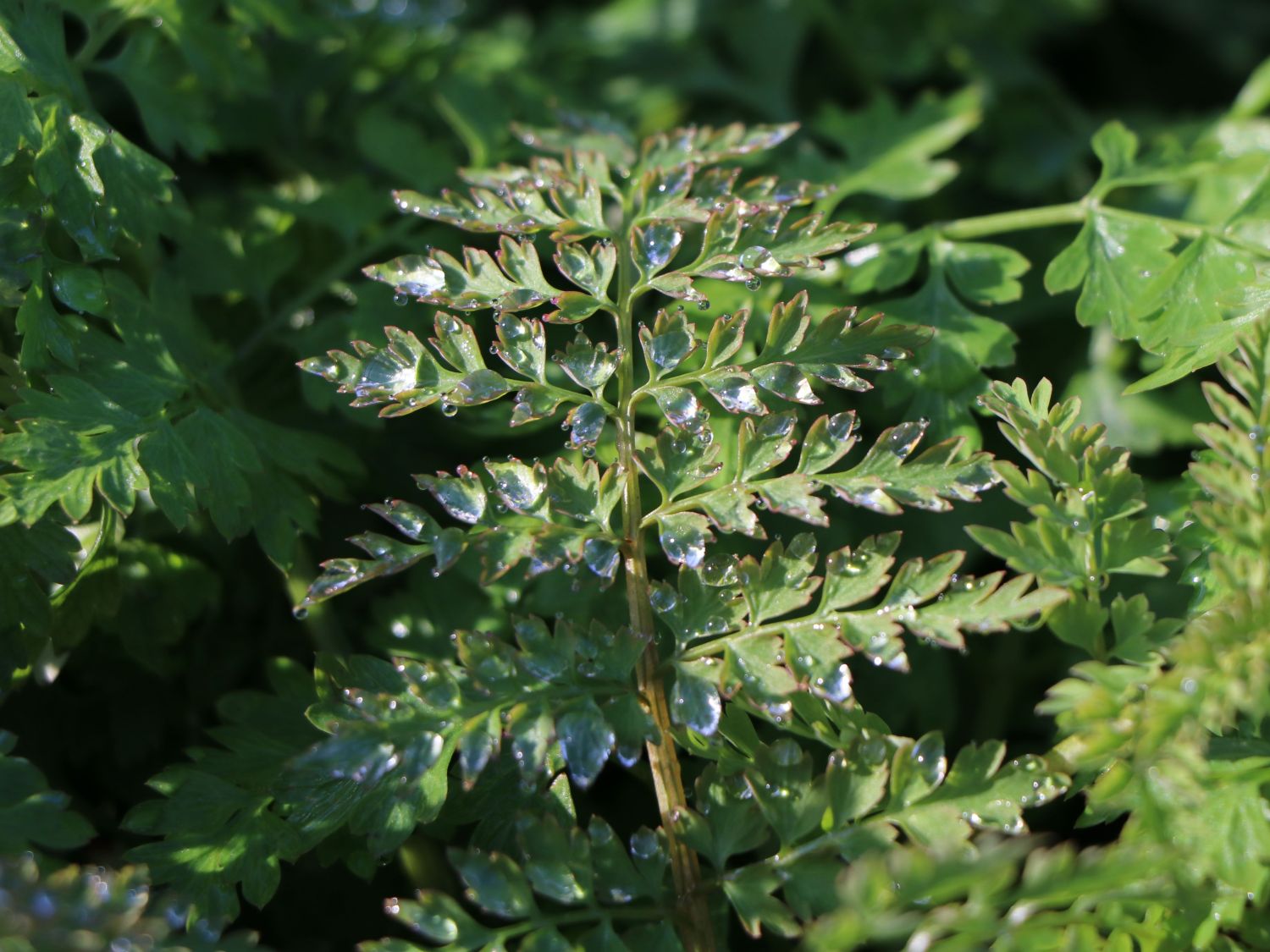 Farnblättriger Lerchensporn 'Manchu' ® - Corydalis cheilanthifolia 'Manchu' ®