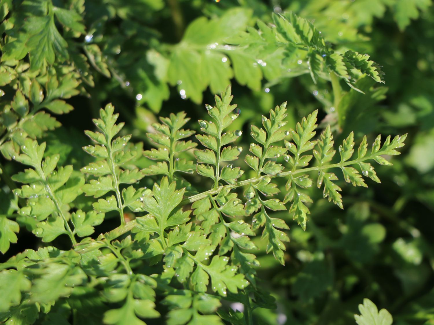 Farnblättriger Lerchensporn 'Manchu' ® - Corydalis cheilanthifolia 'Manchu' ®