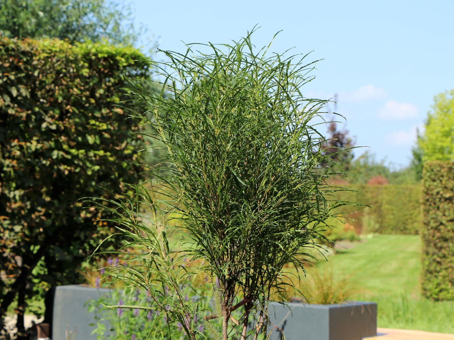 Farnblättriges Pulverholz 'Fine Line' ® - Rhamnus frangula 'Fine Line' ®