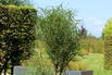 Farnblättriges Pulverholz 'Fine Line' ® - Rhamnus frangula 'Fine Line' ®