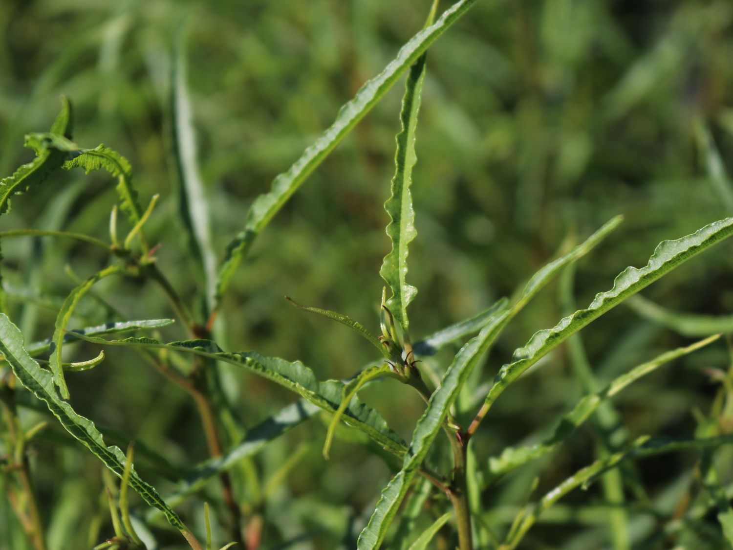 Farnblättriges Pulverholz 'Fine Line' ® - Rhamnus frangula 'Fine Line' ®