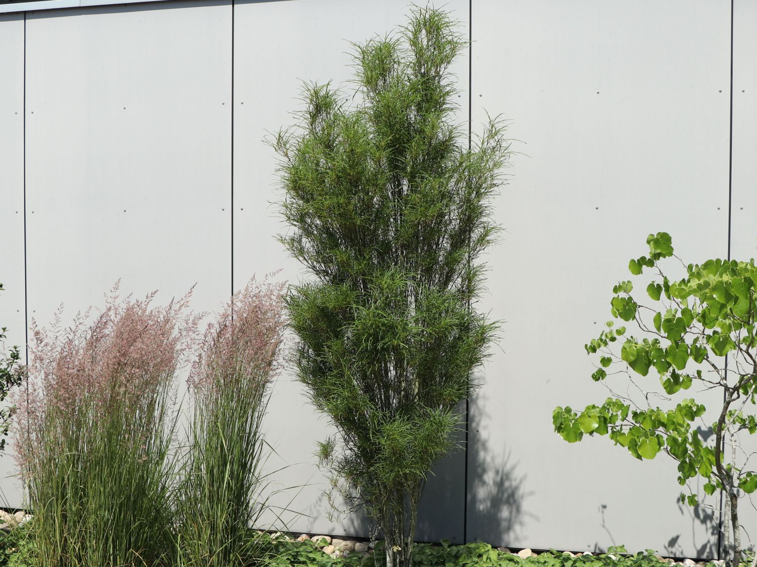 Farnblättriges Pulverholz 'Fine Line' ® - Rhamnus frangula 'Fine Line' ®