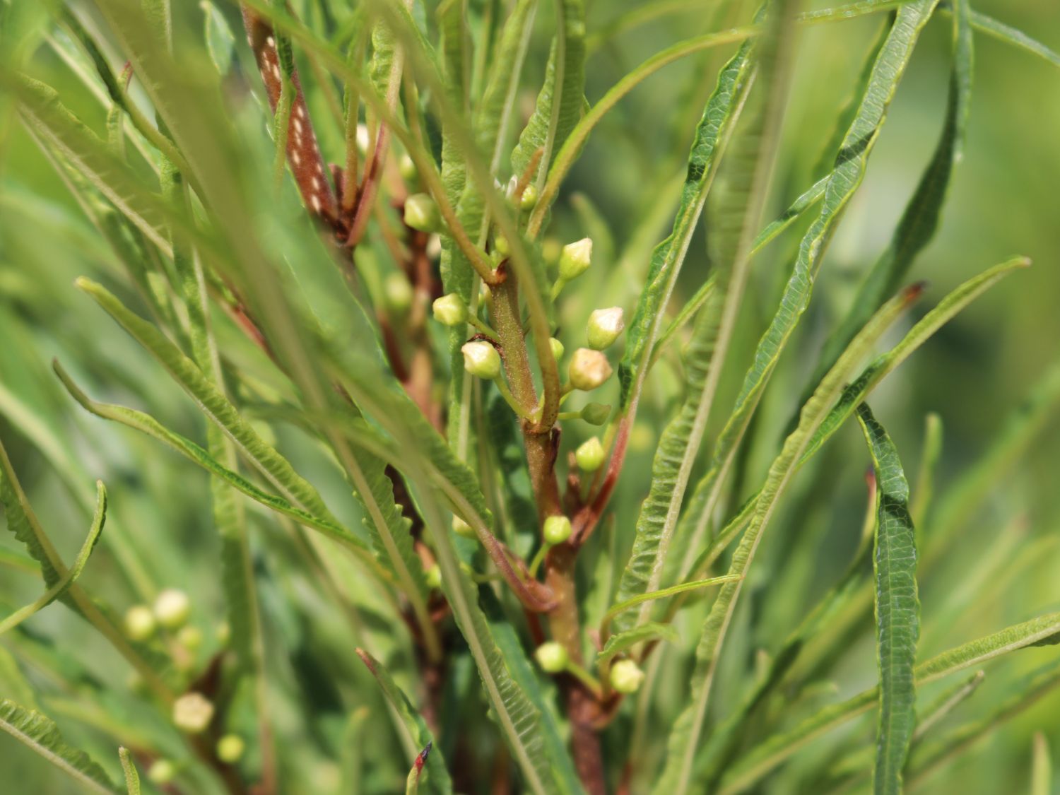 Farnblättriges Pulverholz 'Fine Line' ® - Rhamnus frangula 'Fine Line' ®