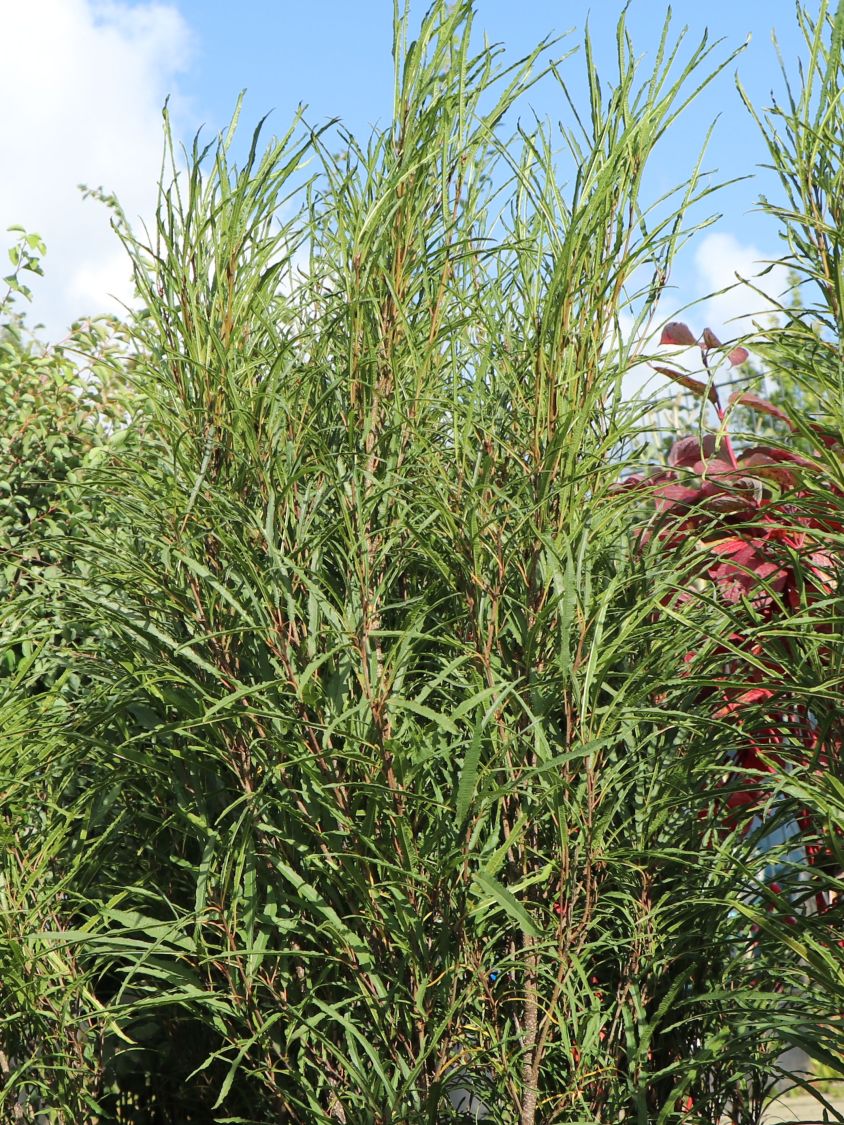 Farnblättriges Pulverholz 'Fine Line' ® - Rhamnus frangula 'Fine Line' ®