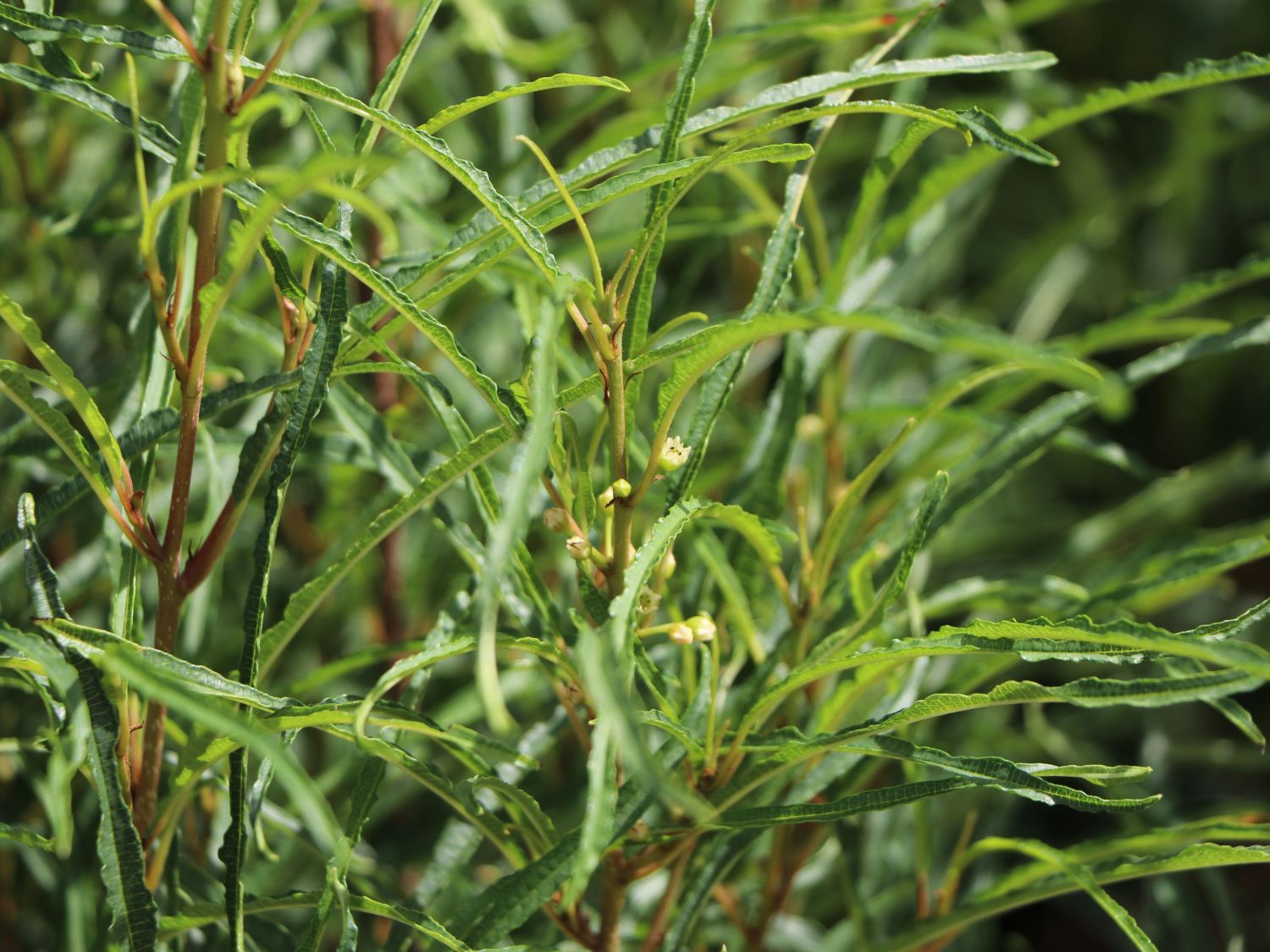 Farnblättriges Pulverholz 'Fine Line' ® - Rhamnus frangula 'Fine Line' ®