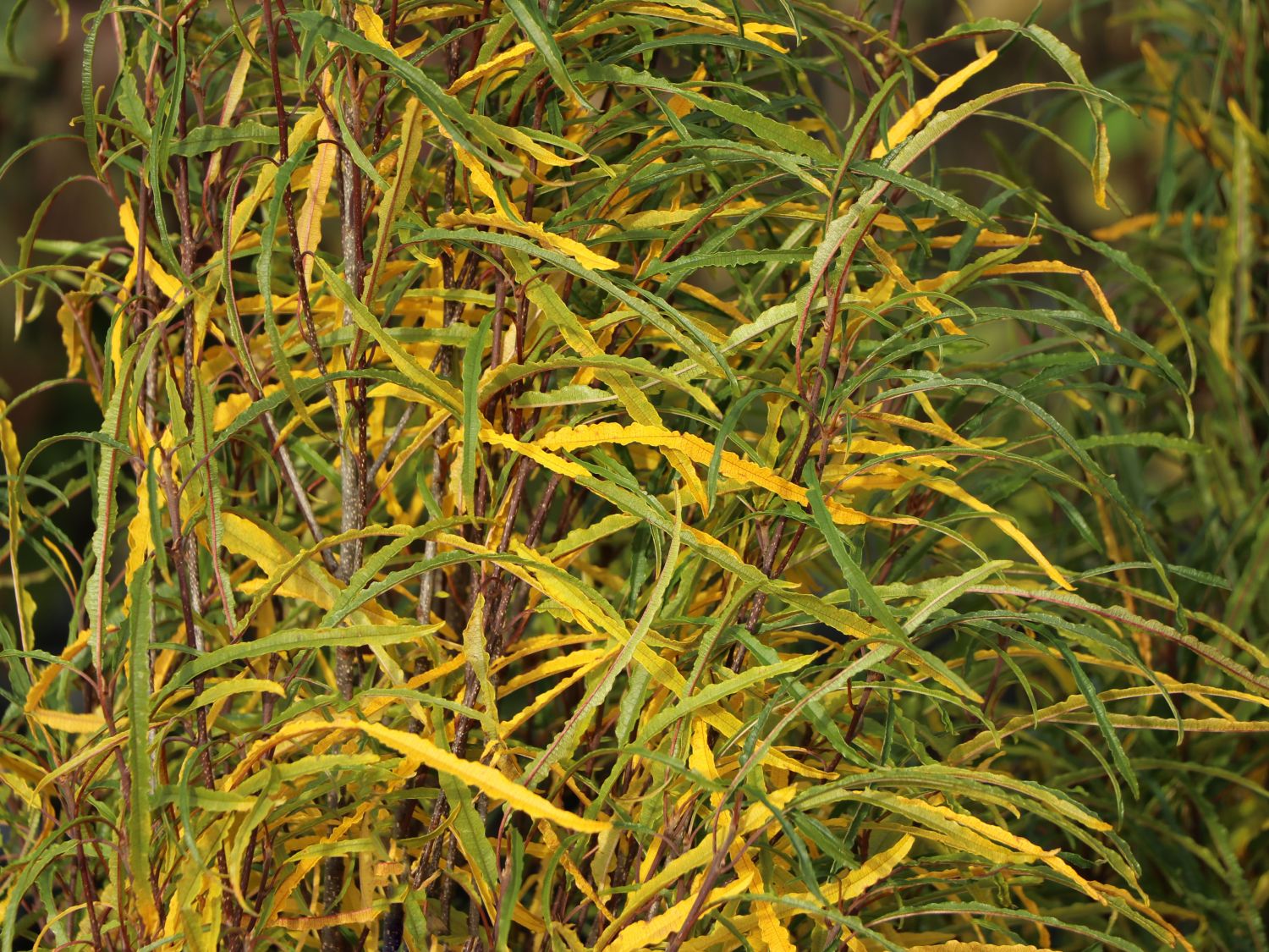 Farnblättriges Pulverholz 'Fine Line' ® - Rhamnus frangula 'Fine Line' ®