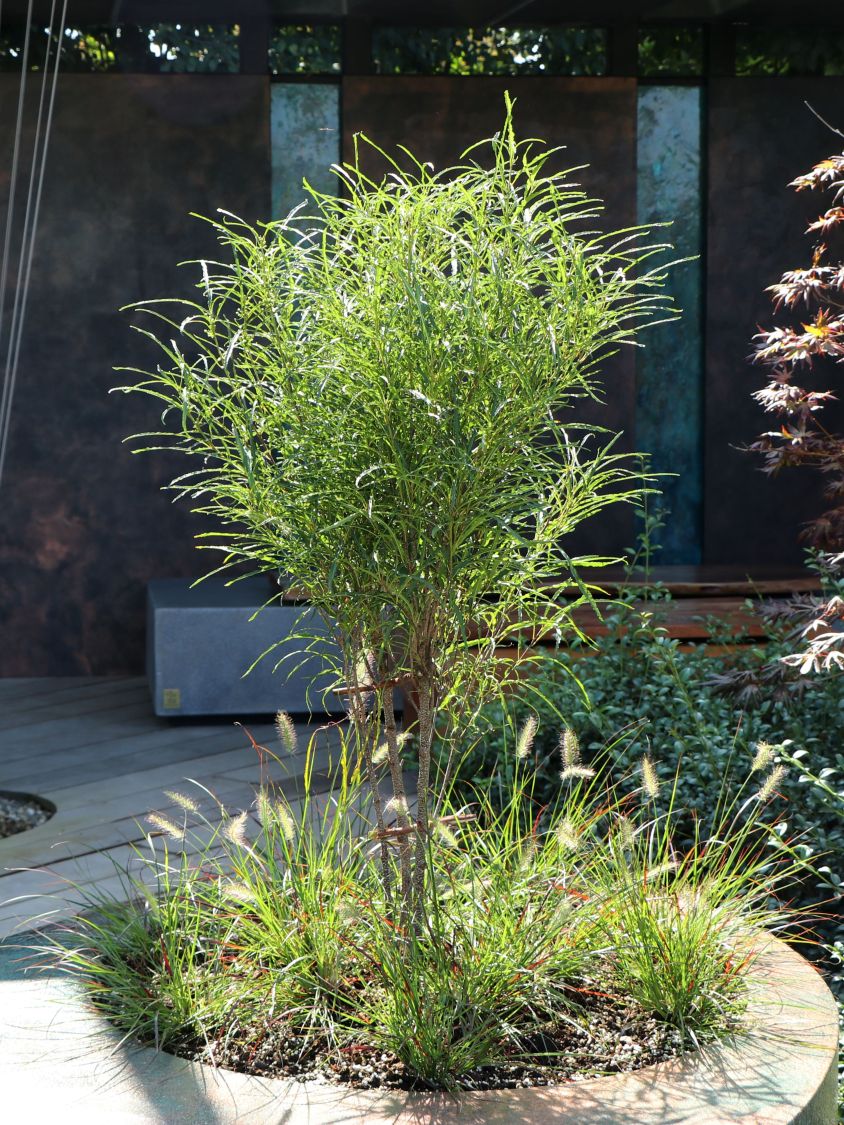 Farnblättriges Pulverholz 'Fine Line' ® - Rhamnus frangula 'Fine Line' ®