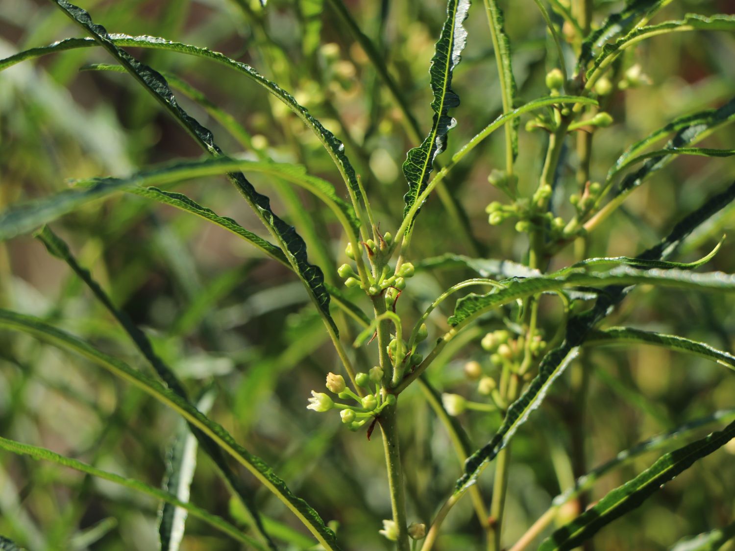 Farnblättriges Pulverholz 'Fine Line' ® - Rhamnus frangula 'Fine Line' ®