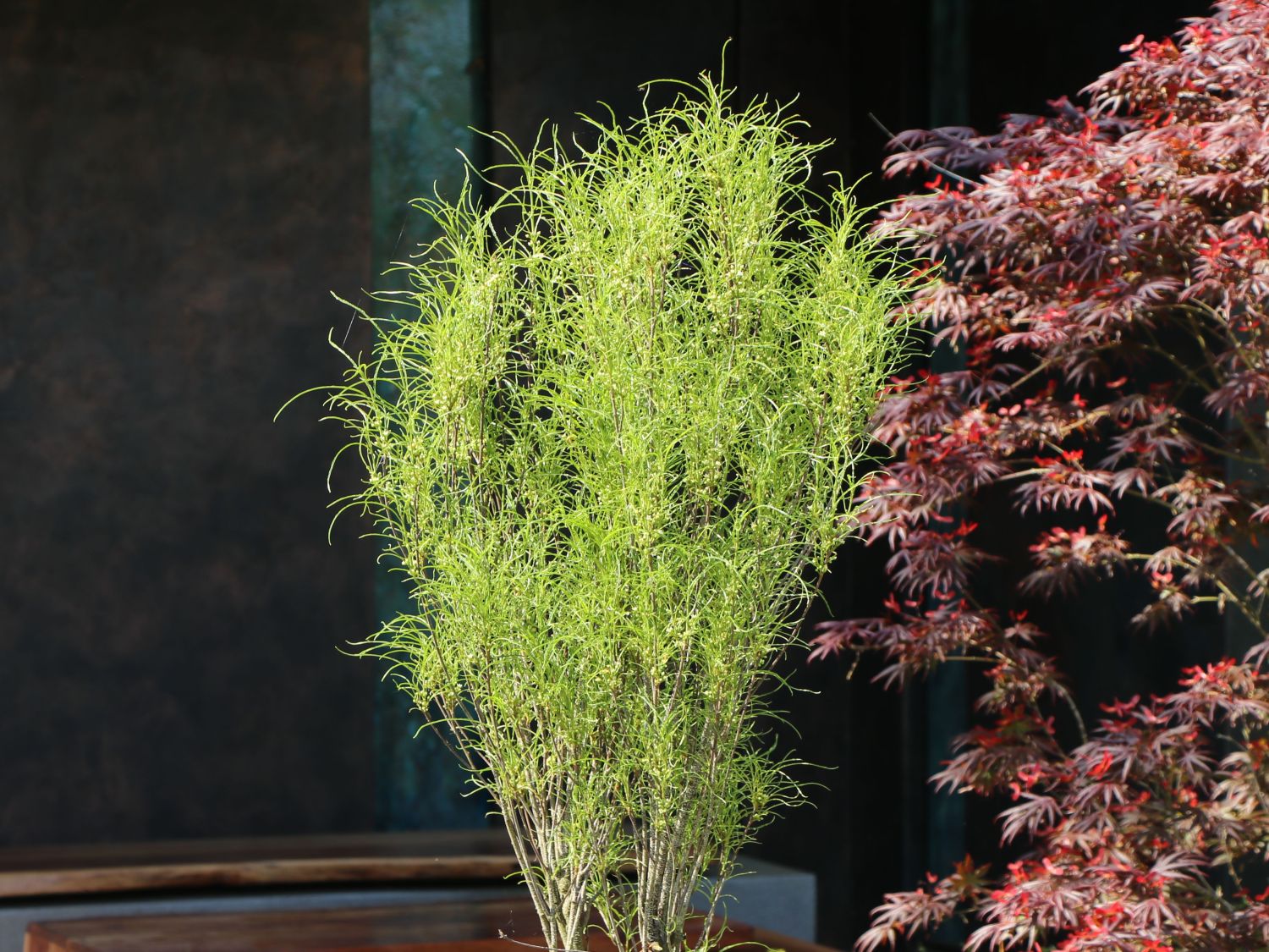 Farnblättriges Pulverholz 'Fine Line' ® - Rhamnus frangula 'Fine Line' ®