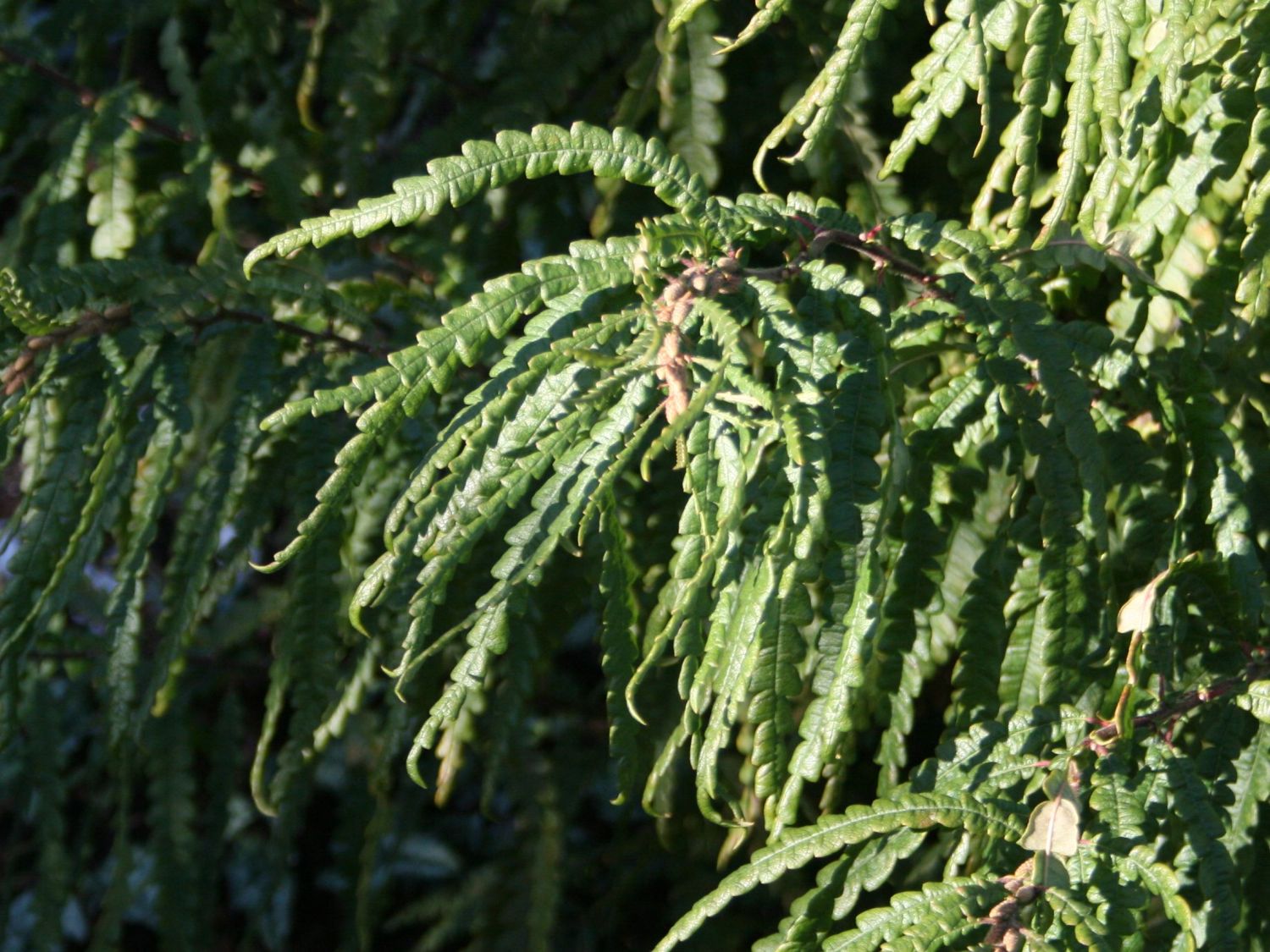 Gagelstrauchgewächse (Myricaceae)