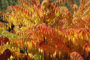 Farnwedel-Essigbaum 'Dissecta'