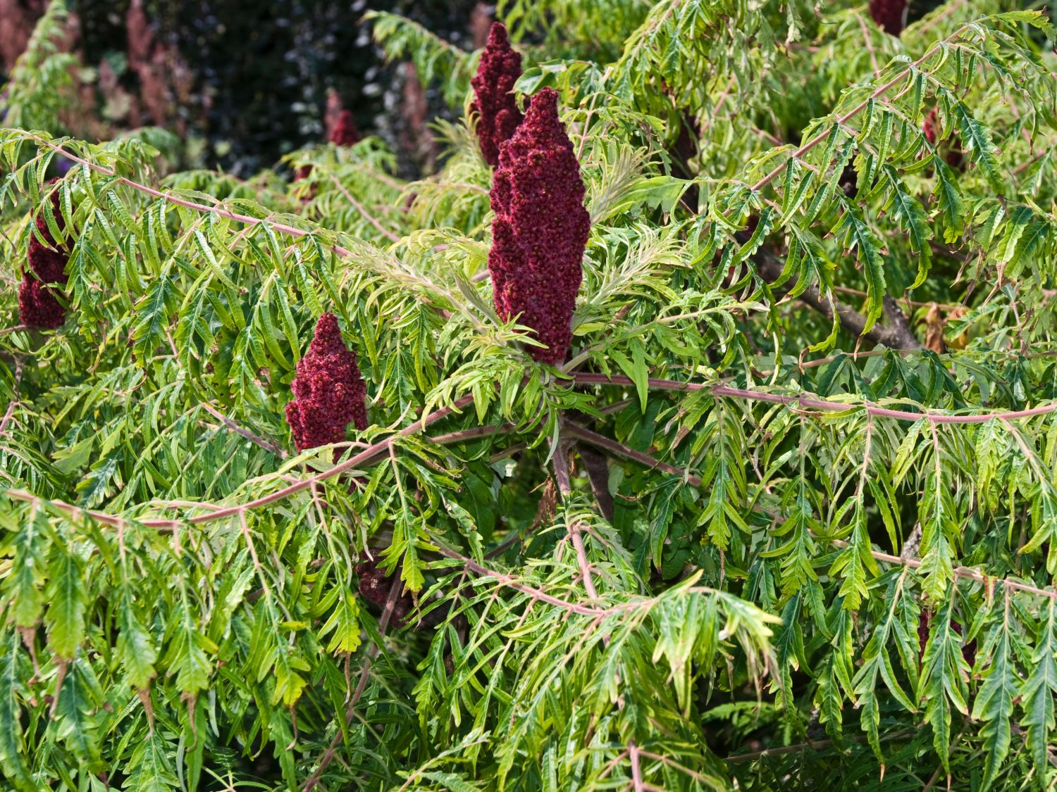 Rhus (Rhus)