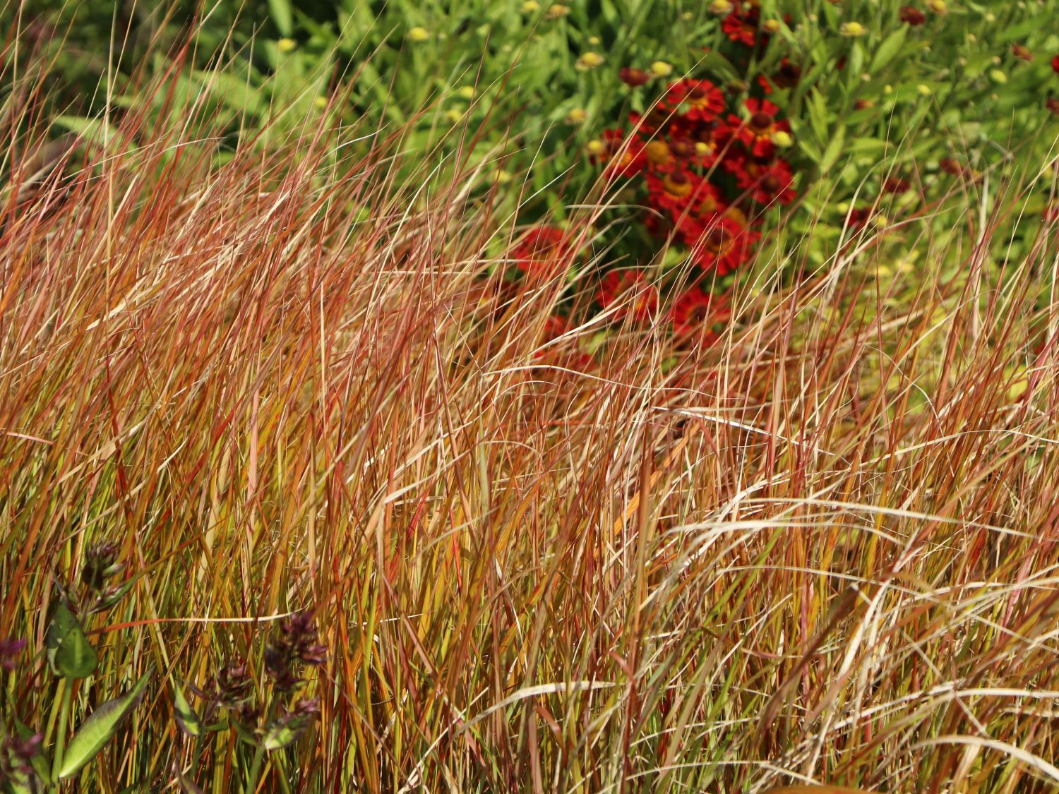 Anemanthele (Anemanthele)