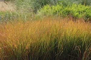 Fasanenschwanzgras 'Sirocco'