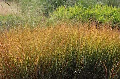 Fasanenschwanzgras 'Sirocco' - Anemanthele lessoniana 'Sirocco'