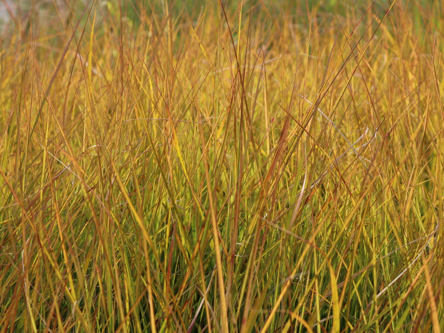 Fasanenschwanzgras 'Sirocco' - Anemanthele lessoniana 'Sirocco'