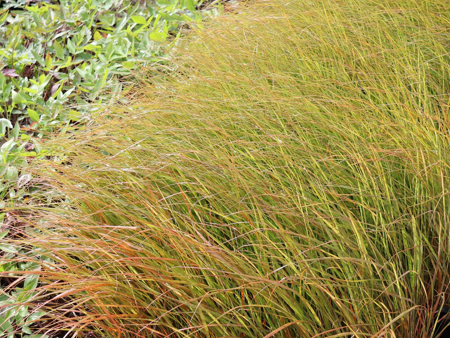 Fasanenschwanzgras 'Sirocco' - Anemanthele lessoniana 'Sirocco'